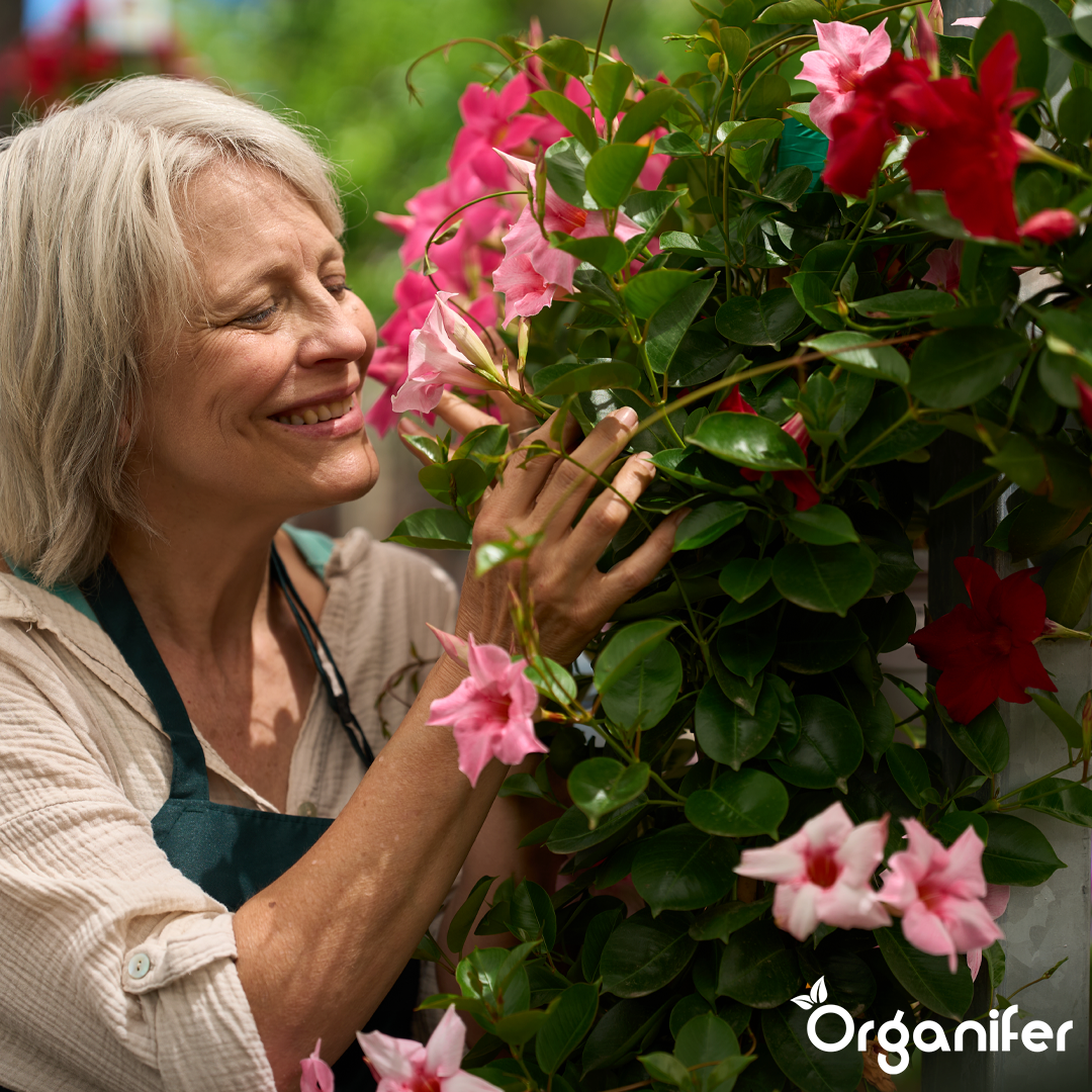 organifer-dipladenia-liquid-fertiliser-8