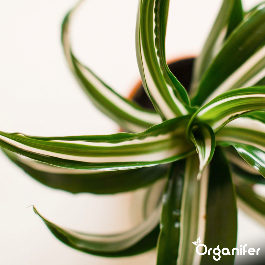 dragon tree liquid fertiliser