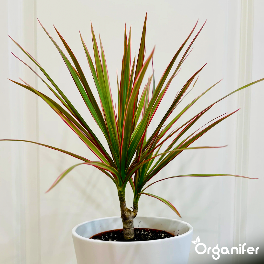 organifer-dragon-tree-liquid-fertiliser