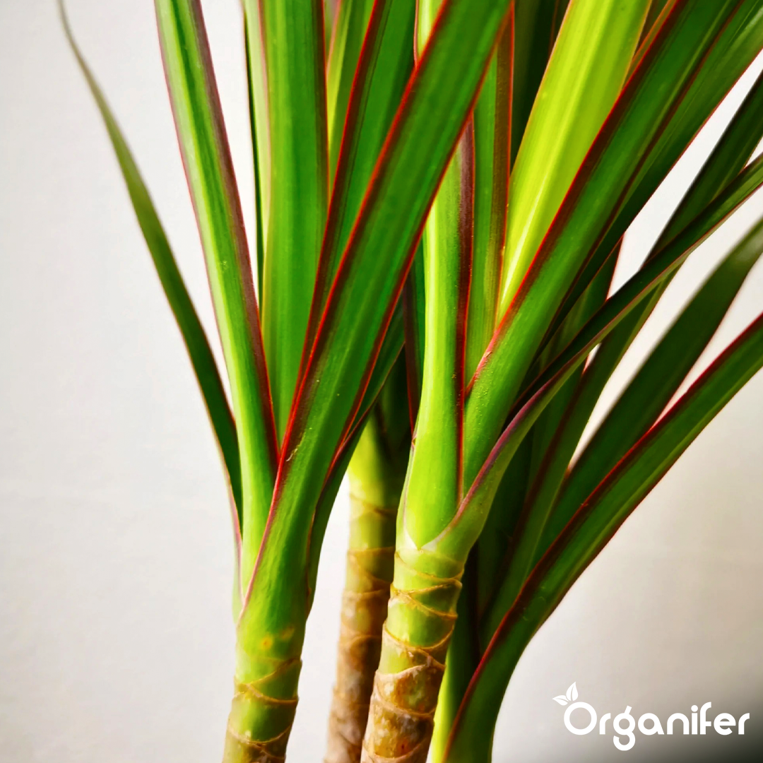 Organifer