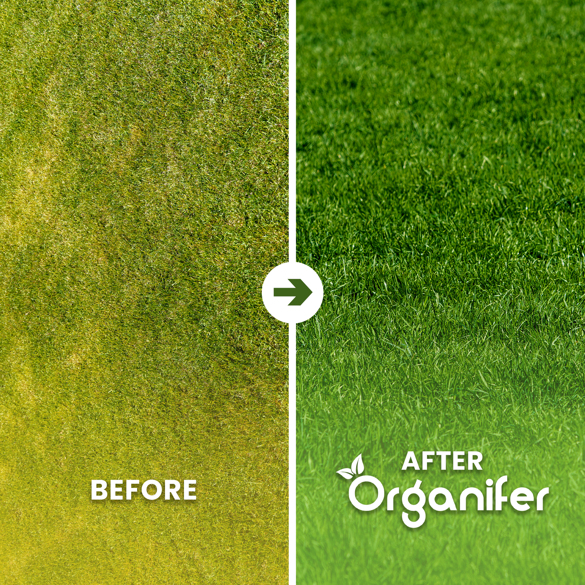 organifer-drought-resistant-lawn-seed-Arida