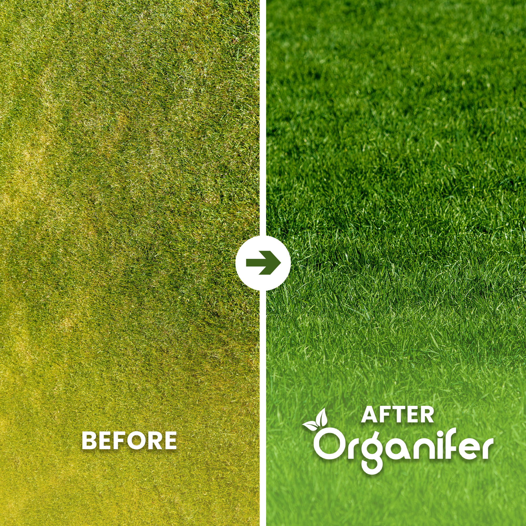 Arida Drought Resistant Lawn Before after