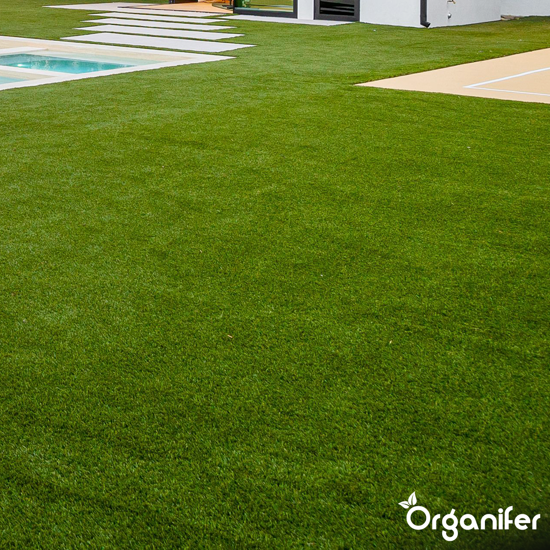 organifer-drought-resistant-lawn-seed-Arida
