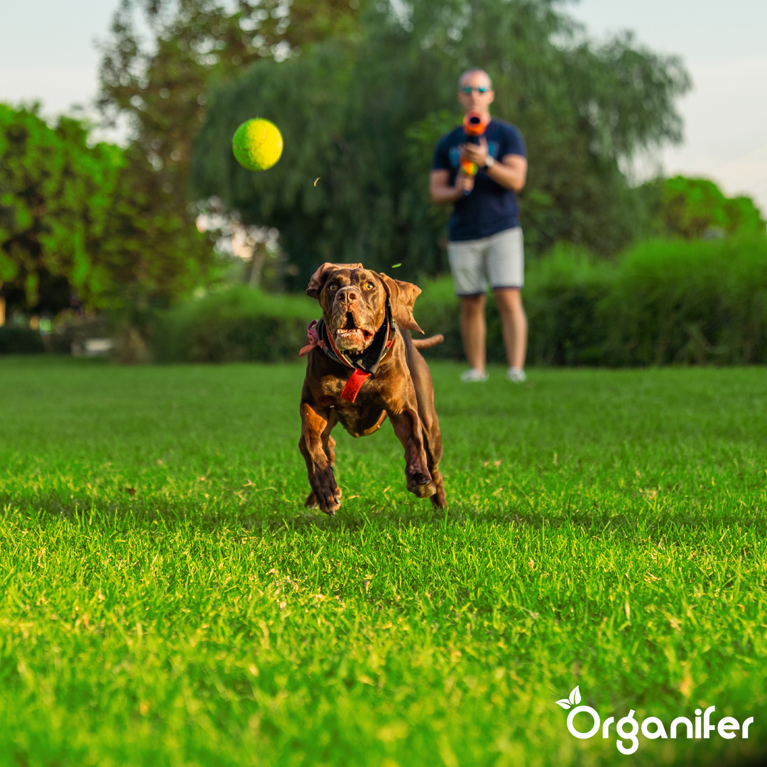 organifer-drought-resistant-lawn-seed-Arida