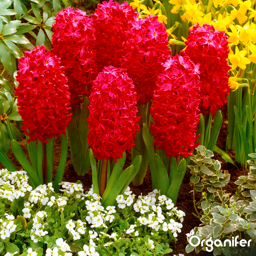 organifer-liquid_fertiliser-early_bloomer-8