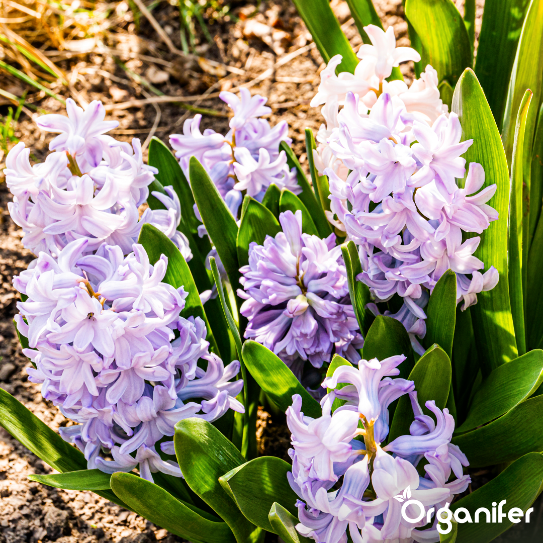 organifer-liquid_fertiliser-early_bloomer-3