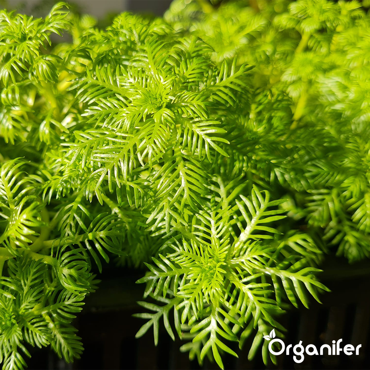 EM Voedingsballen voor Vijverplanten - vijverplantenvoeding