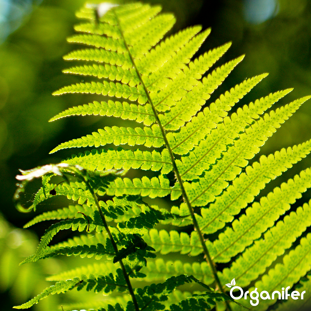organifer-liquid-fertiliser-Fern-1