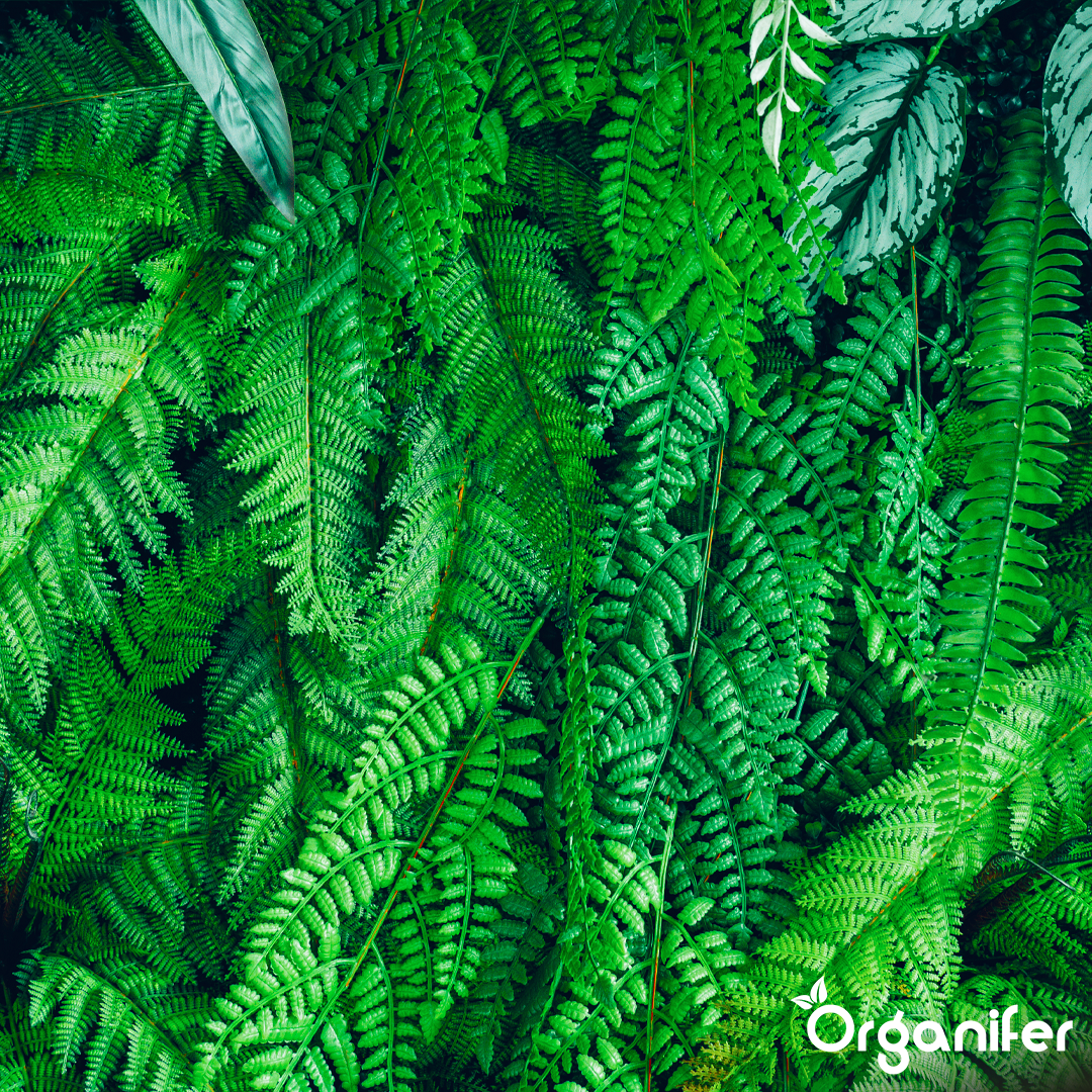 organifer-liquid-fertiliser-Fern-2