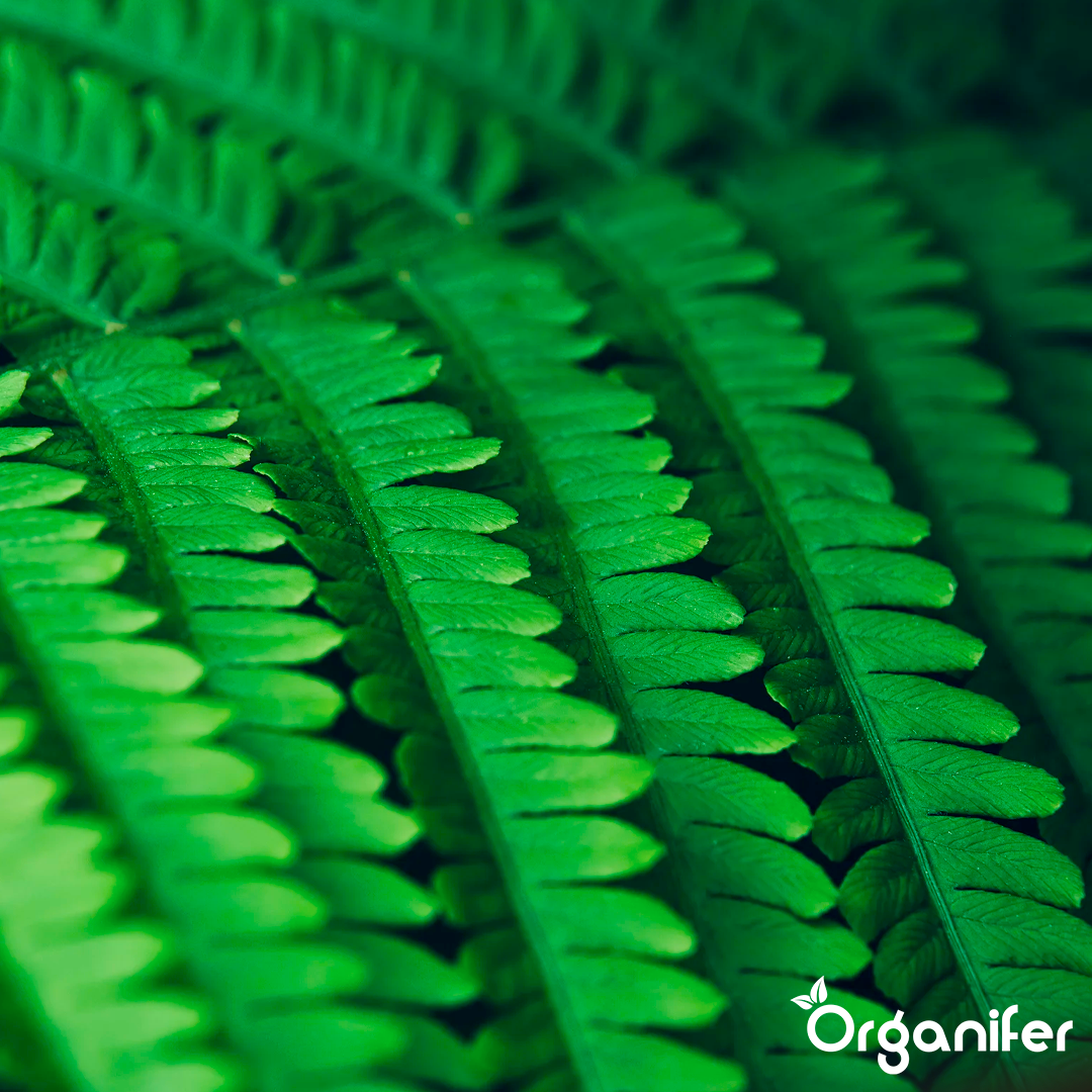organifer-liquid-fertiliser-Fern-3