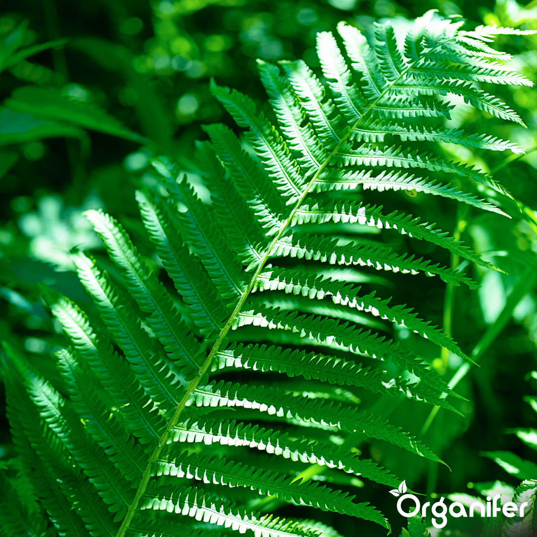 organifer-liquid-fertiliser-Fern-5