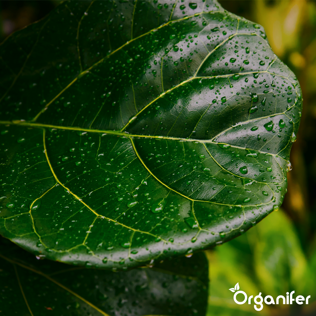Organifer