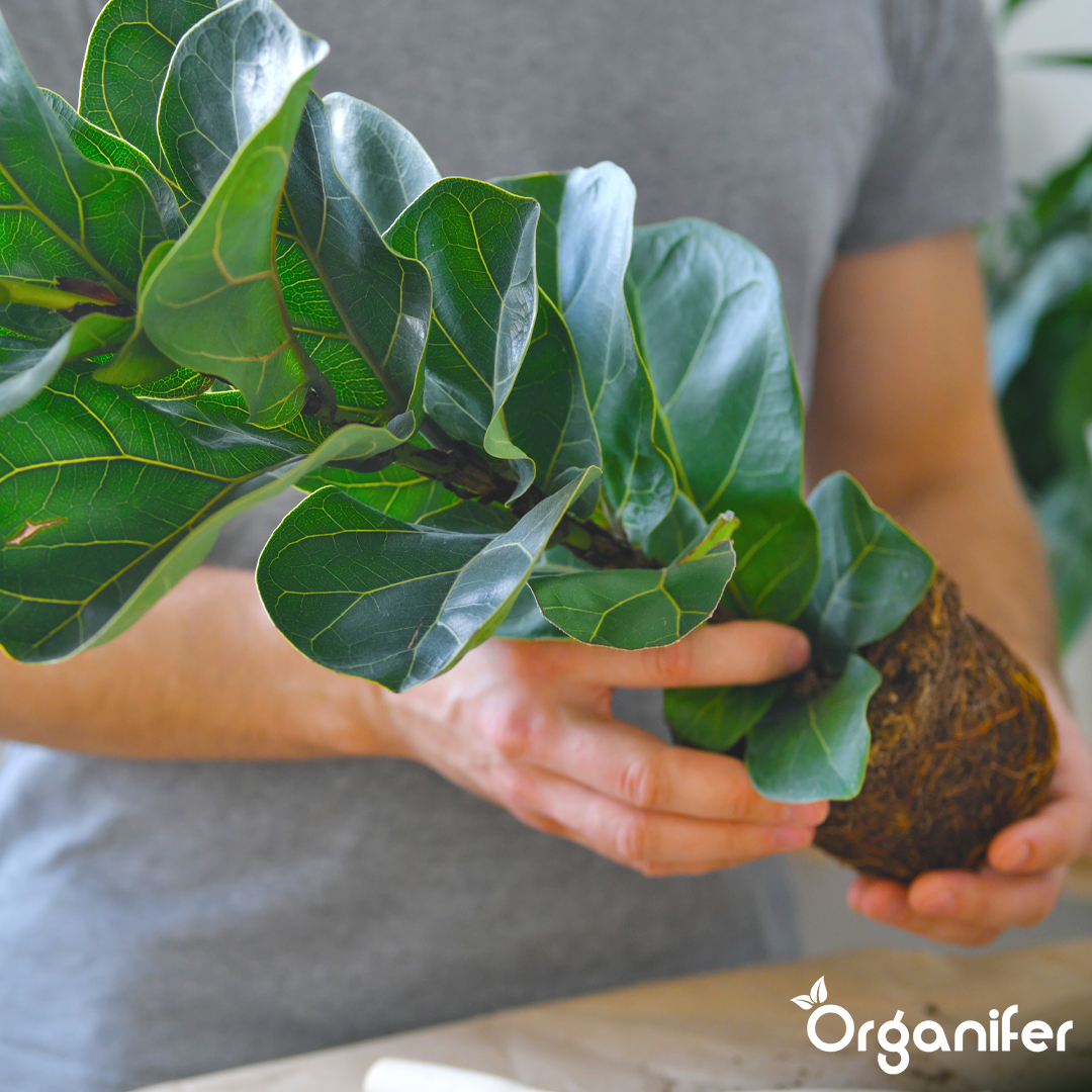 Organifer