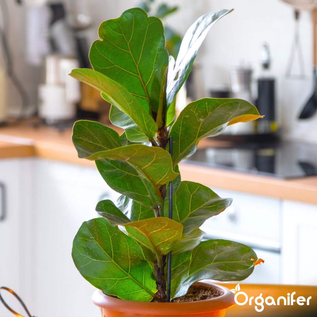 Organifer
