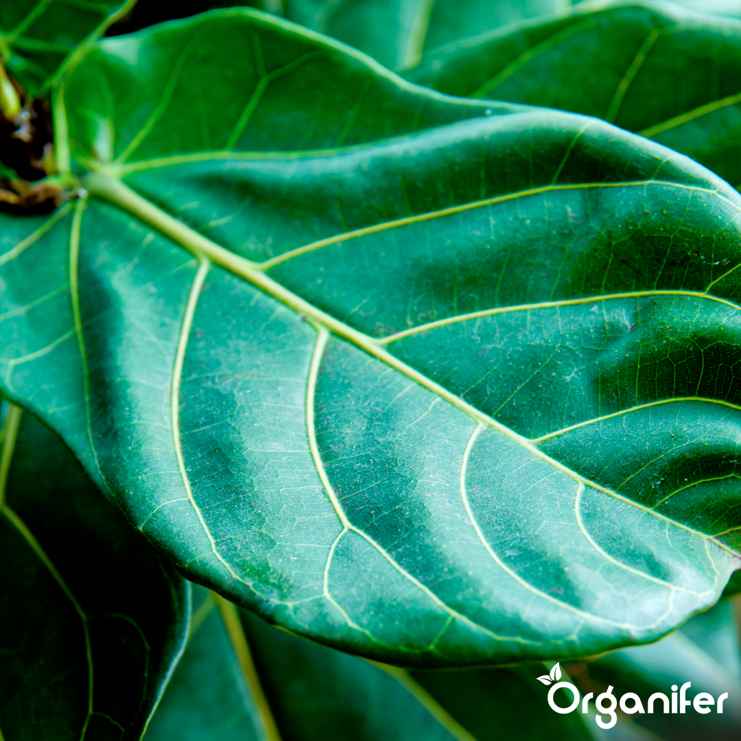 organifer-fiddle-leaf-fig-liquid-fertiliser-7