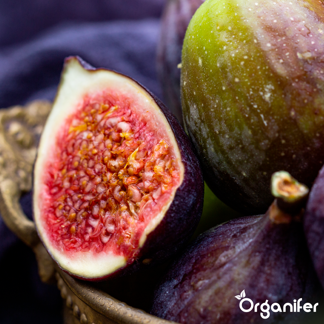 liquid fertiliser fig