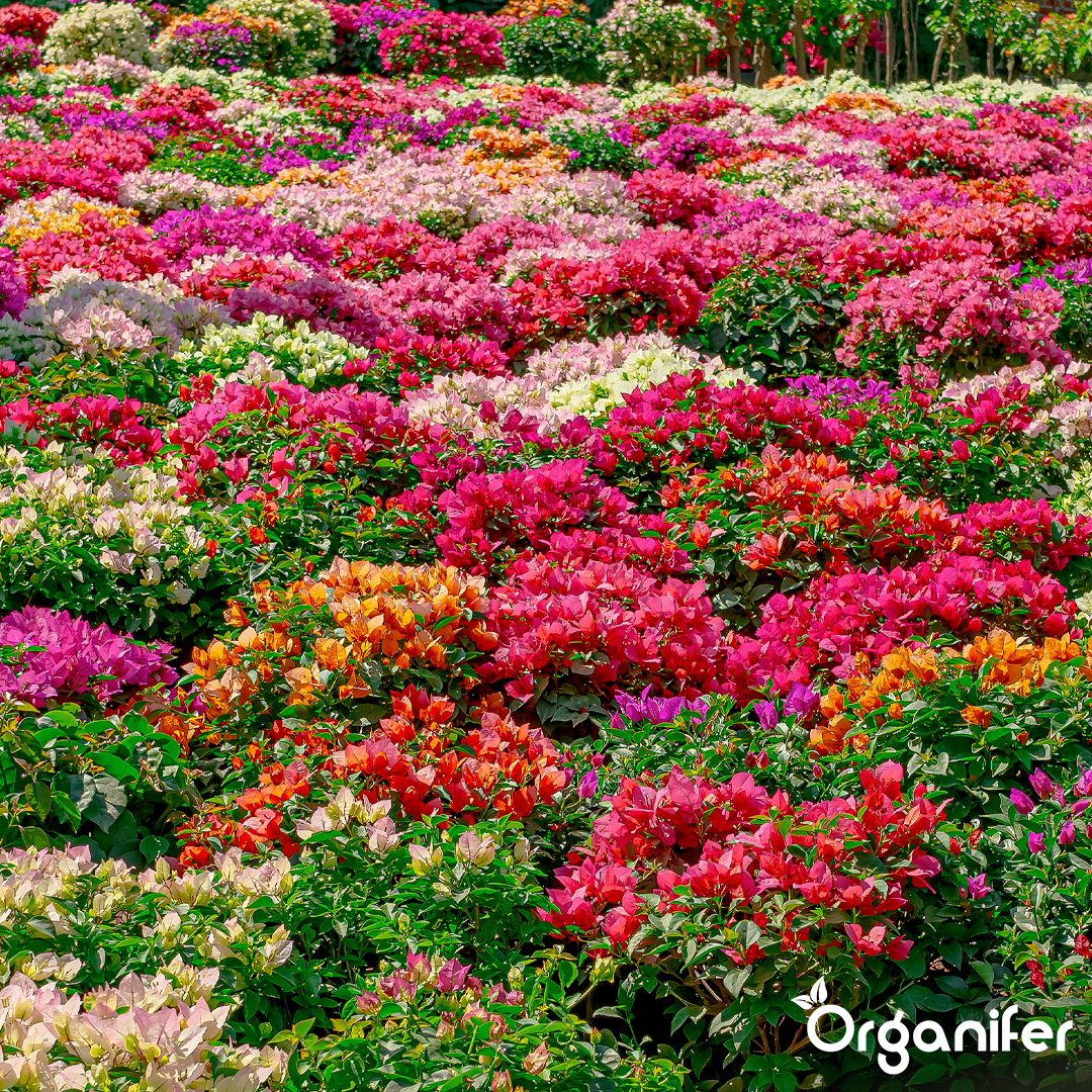 fertiliser Flower