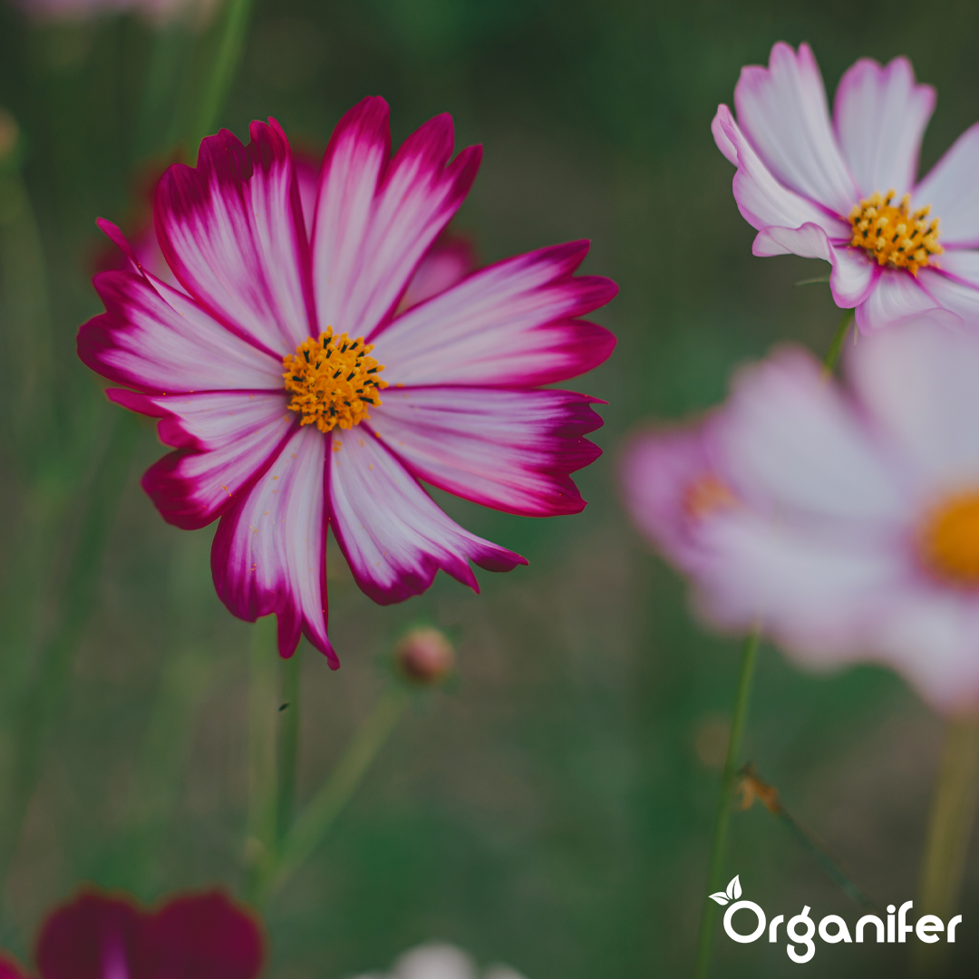 fertiliser Flower