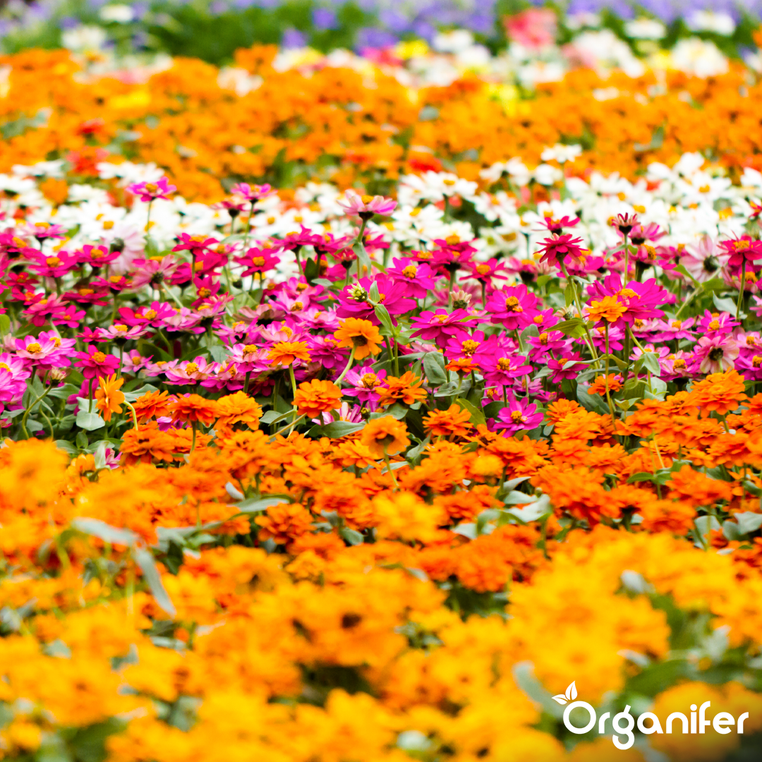 Abundant Flowering and Vibrant Colours