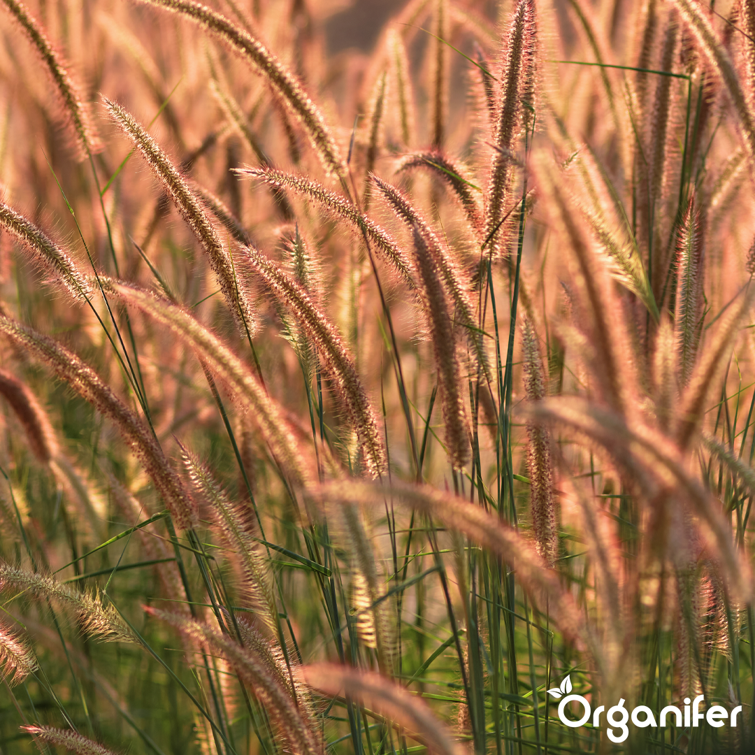 liquid fertiliser Fountain grass