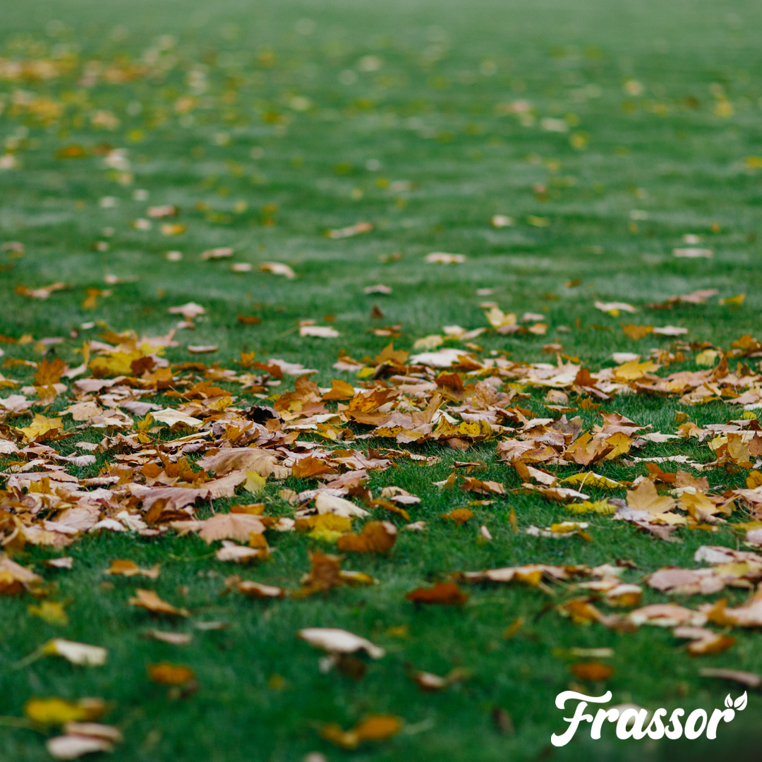 frassor-autumn-all-in-one-grass-altumn