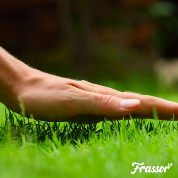 organifer-frassor-insect-frass