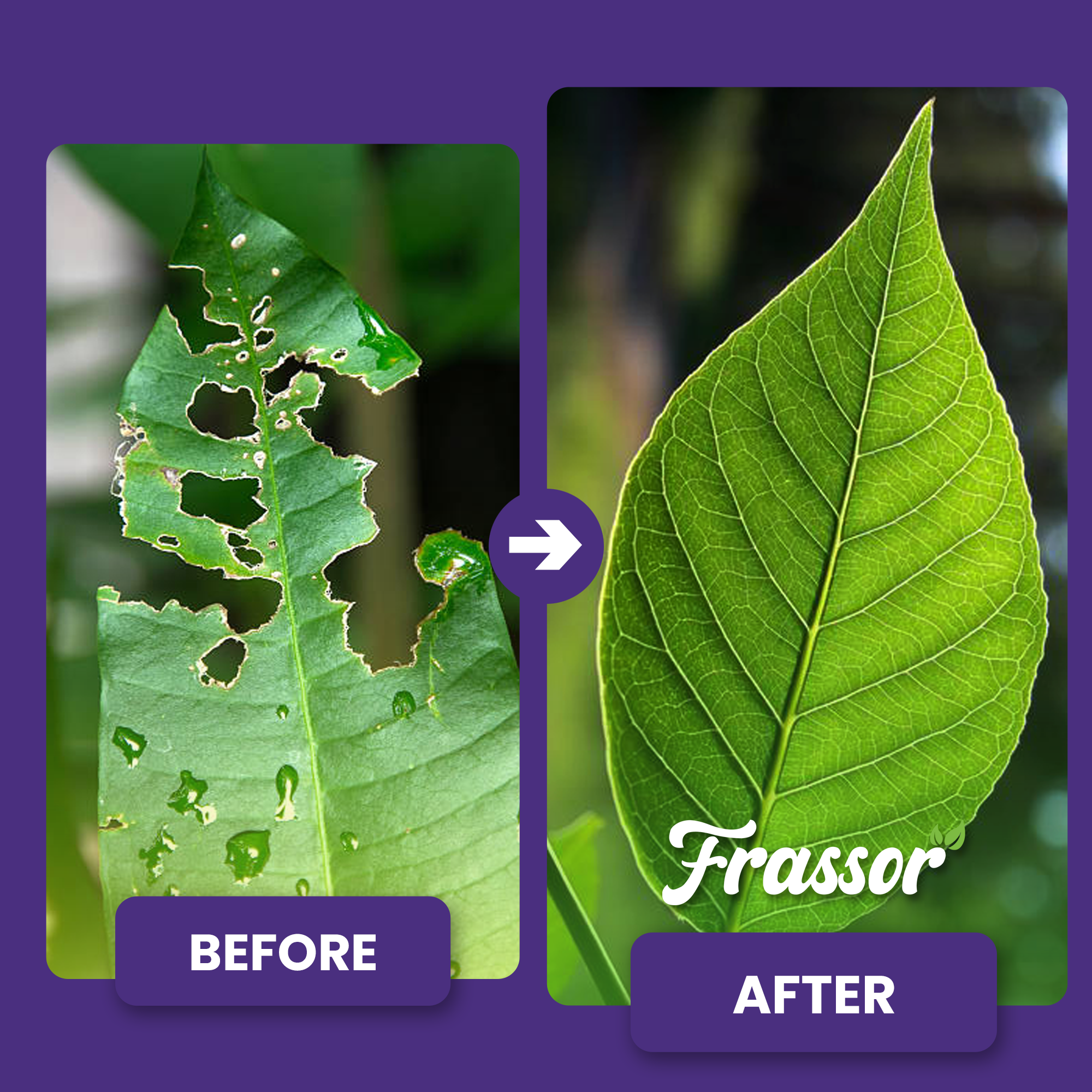 organifer_frassor_leaf_resilience-concentrate_before_after