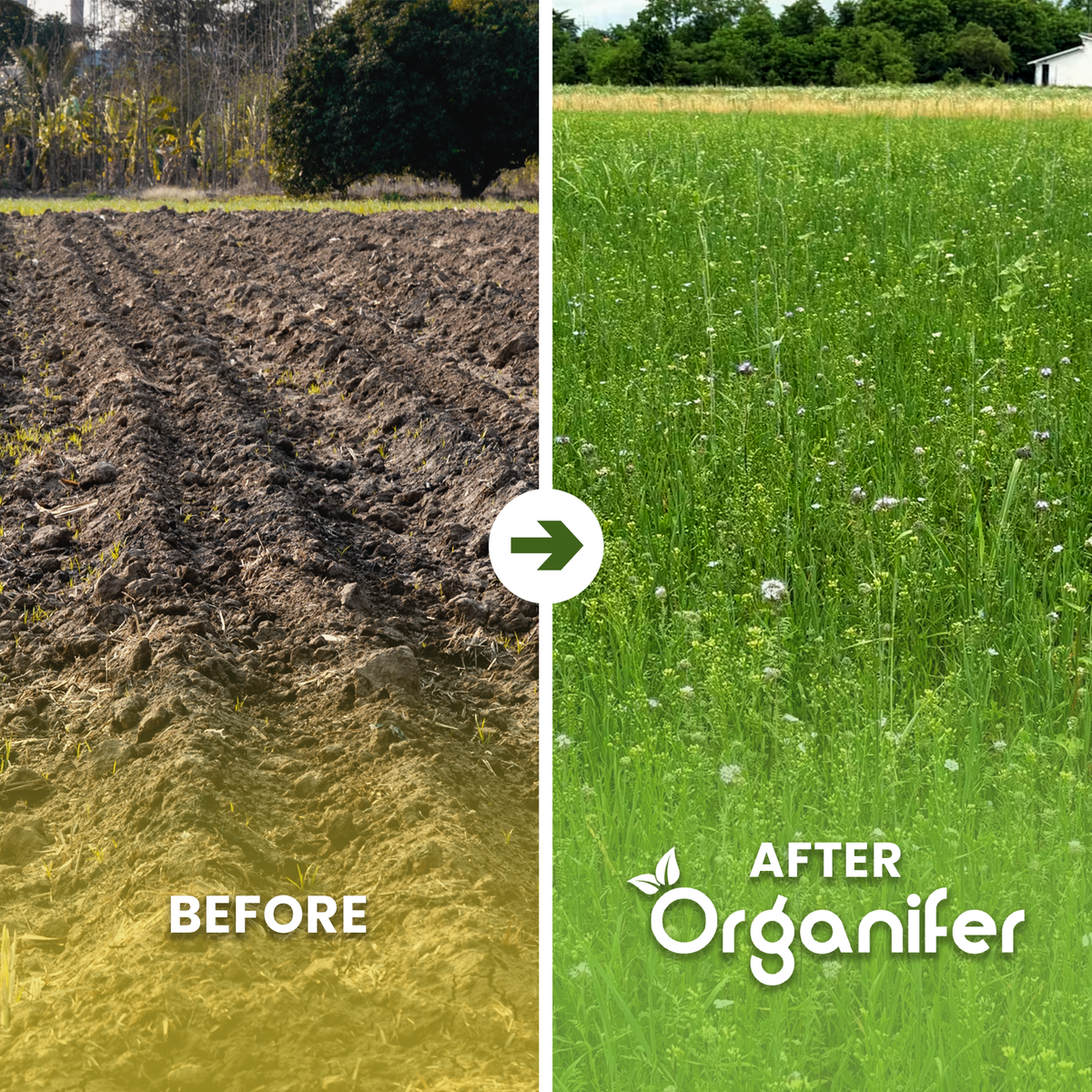 Before-and-after split comparison of a field. The left side labeled BEFORE shows dry, brown, churned soil with tire tracks.