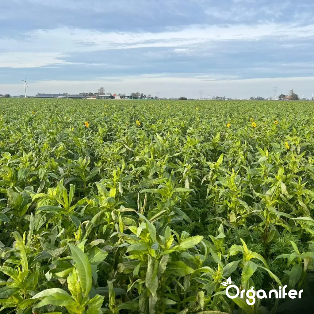 Organifer Frost-Sensitive Green Manure & Cover Crop Seed Mix (40x = 600kg for 15 ha) 8719958990395 4