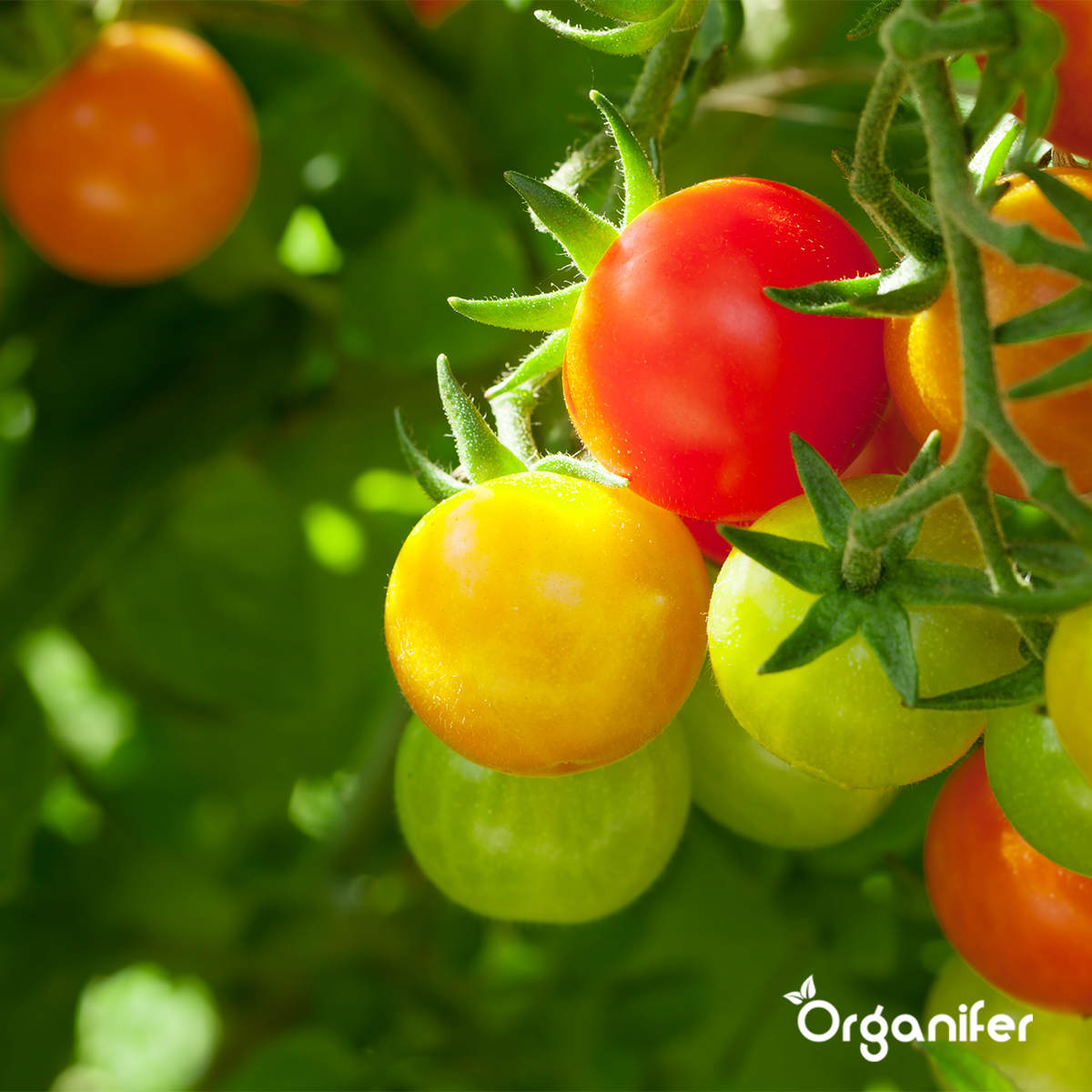 Organifer Fruit Seeds Package - 13 Types 8719958993112 9
