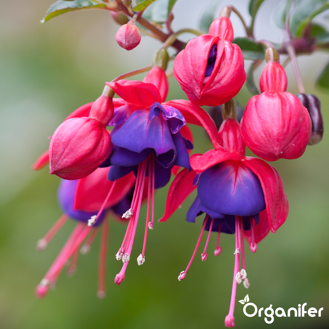 organifer liquid fertiliser Fuchsia