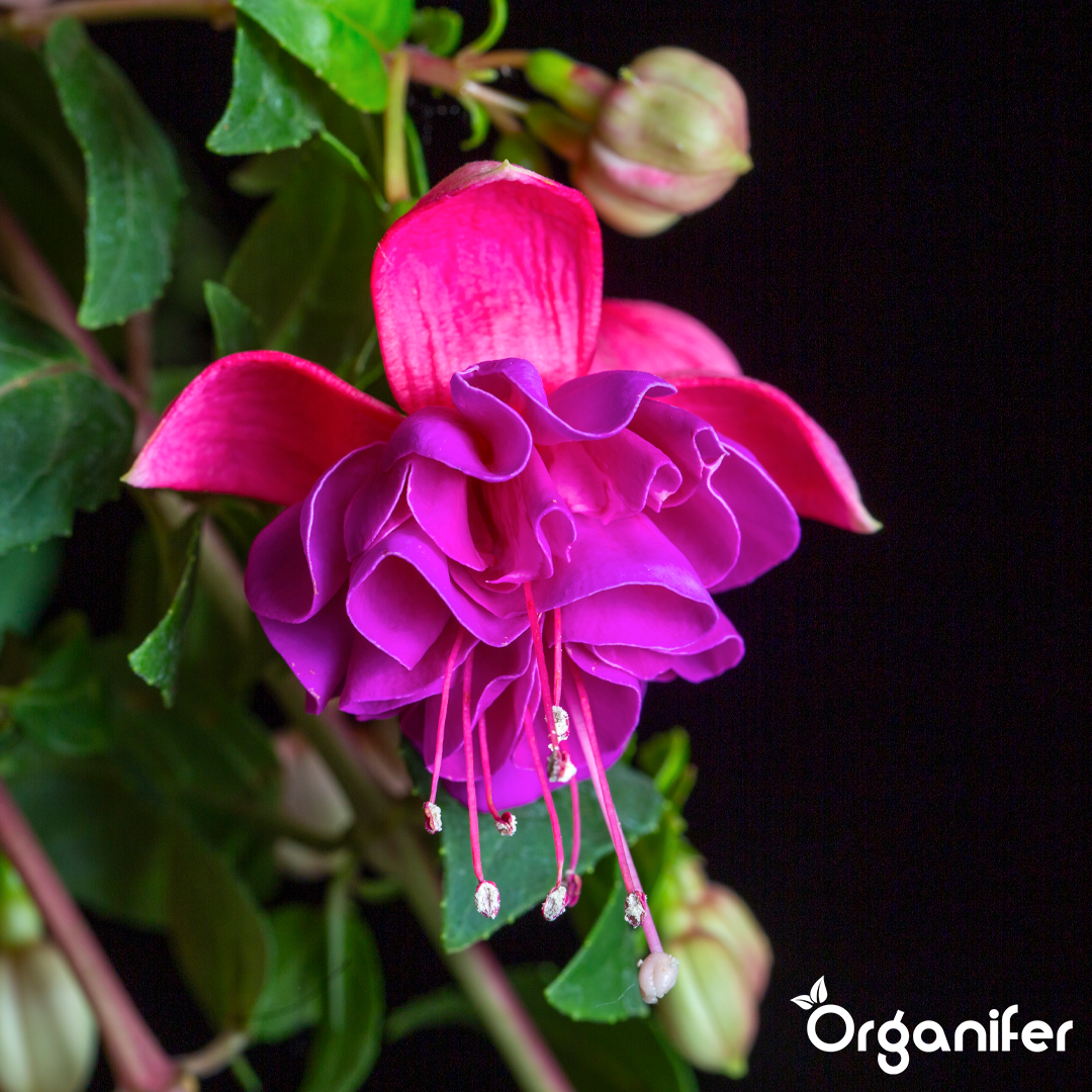 organifer liquid fertiliser Fuchsia