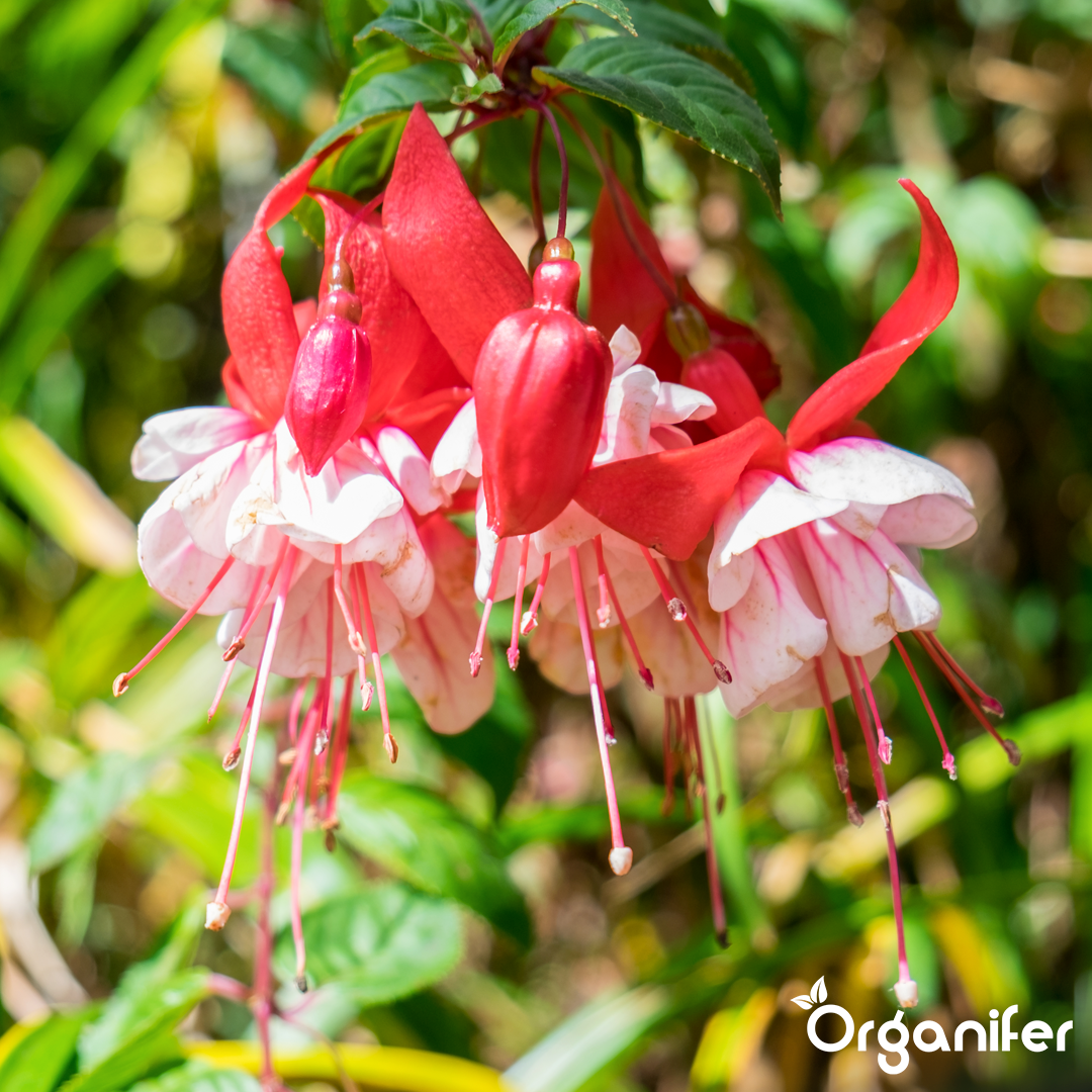 organifer liquid fertiliser Fuchsia