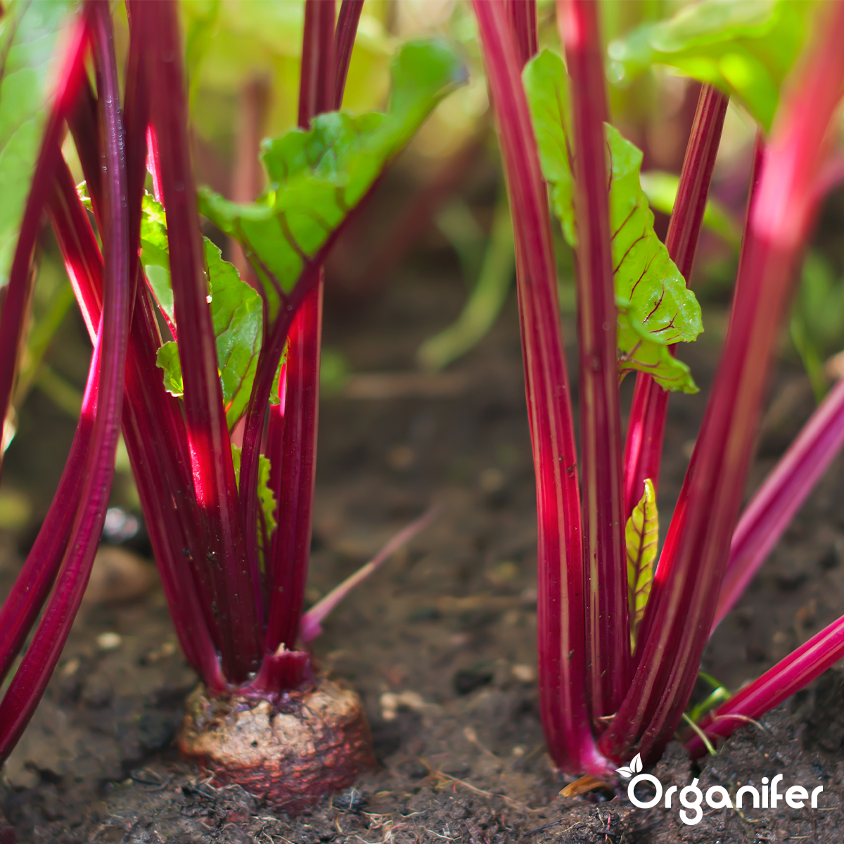 Organifer Garden Fertiliser All-In-One (20 kg for 200 m2) 8719958999596 6