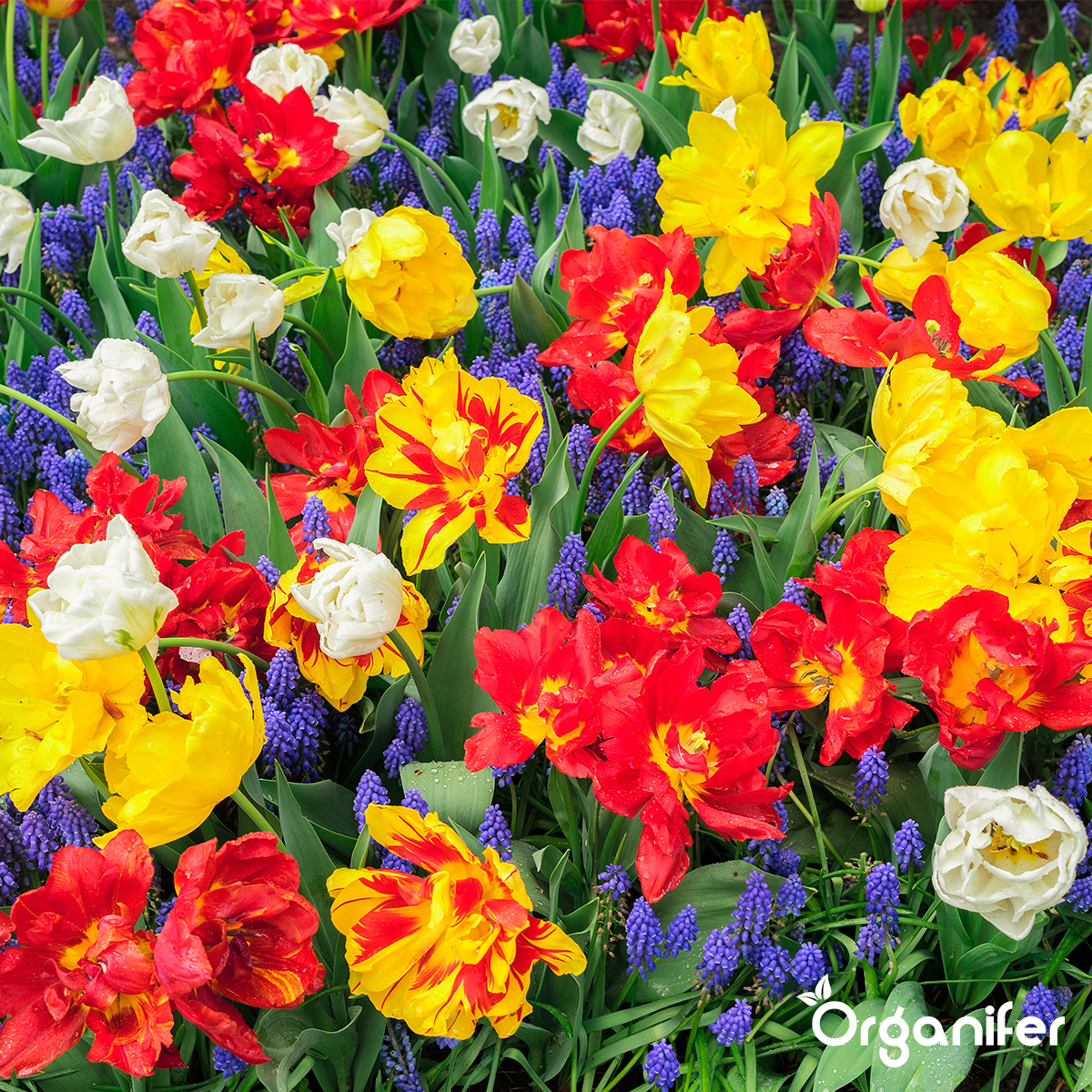 Organifer Garden Fertiliser All-In-One (5 kg for 50 m2) 8719958999619 10