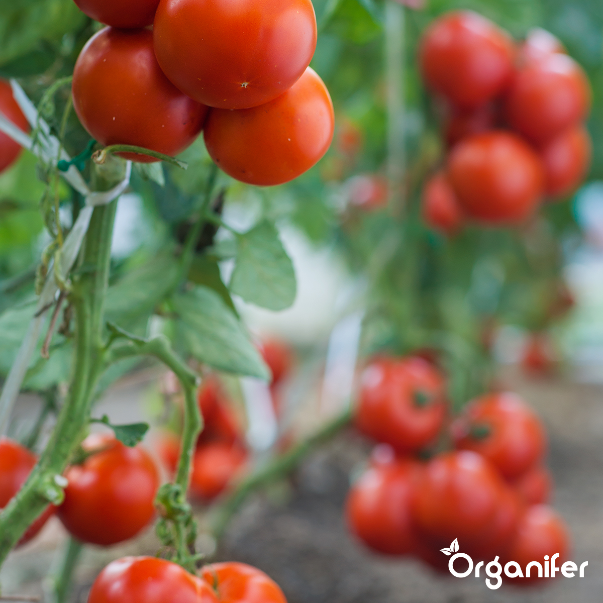 Organifer Garden Fertiliser All-In-One (5 kg for 50 m2) 8719958999619 11