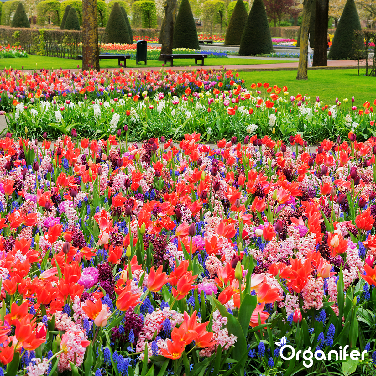 Organifer Garden Fertiliser All-In-One (5 kg for 50 m2) 8719958999619 12