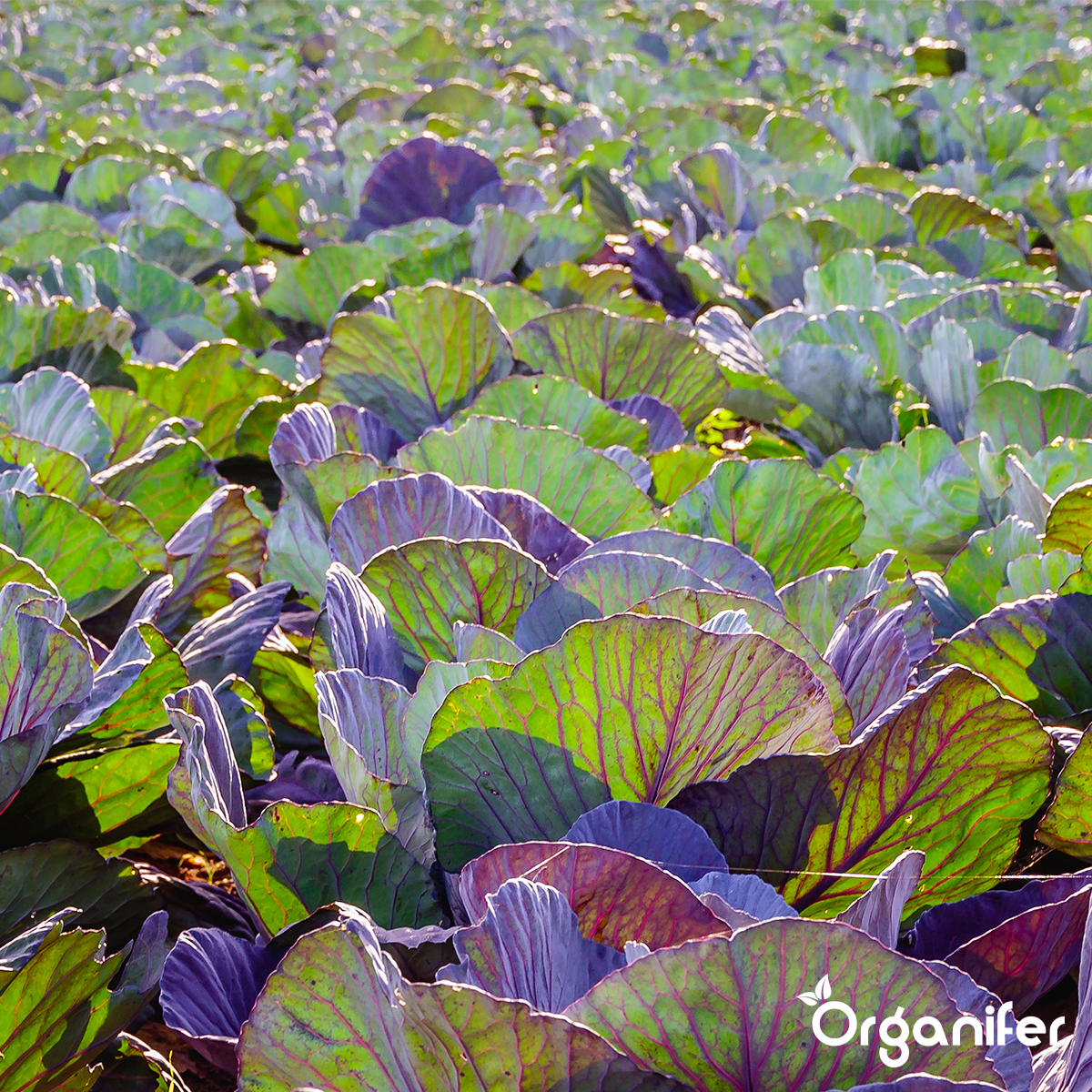 Organifer Garden Fertiliser All-In-One (5 kg for 50 m2) 8719958999619 13