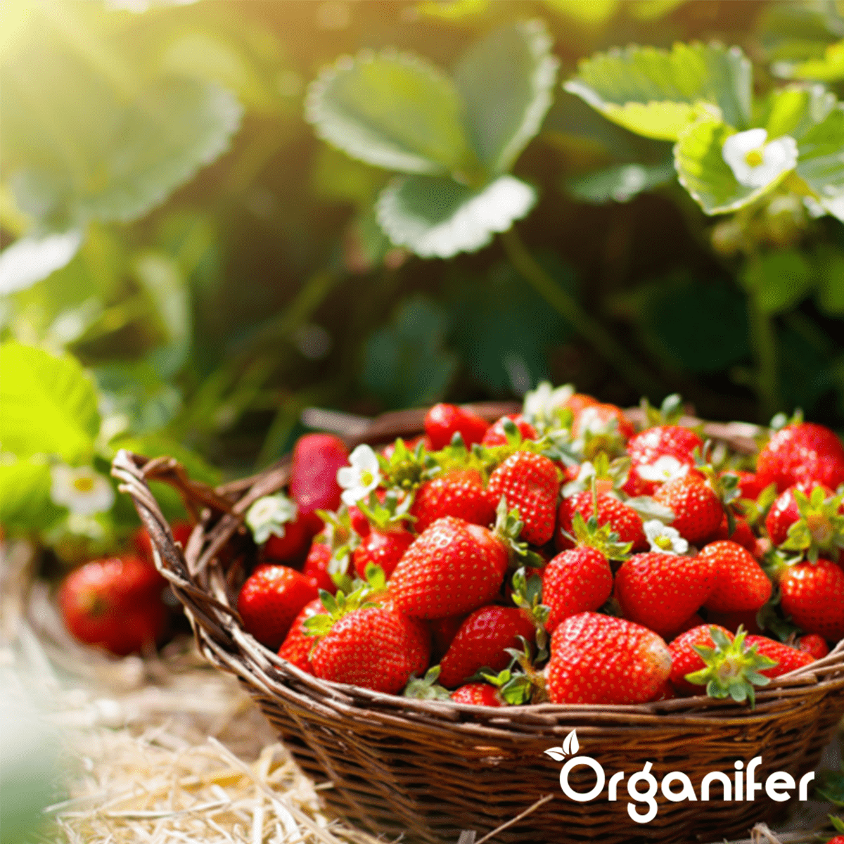 Tuinmest all-In-One Organifer - meststof