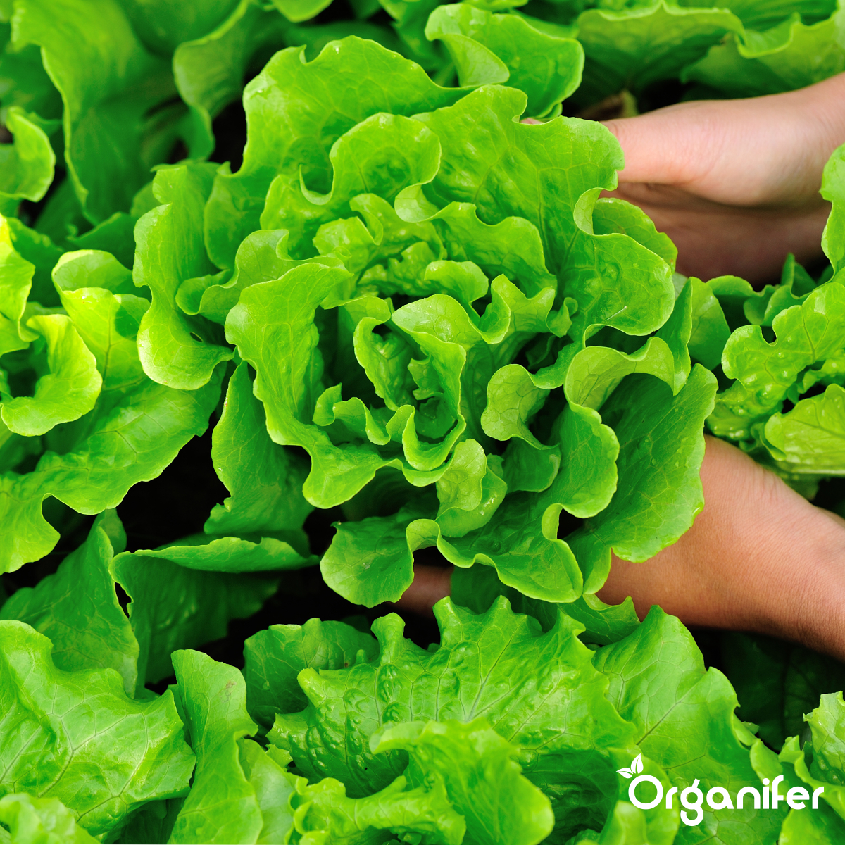 Organifer Garden Fertiliser All-In-One (5 kg for 50 m2) 8719958999619 15