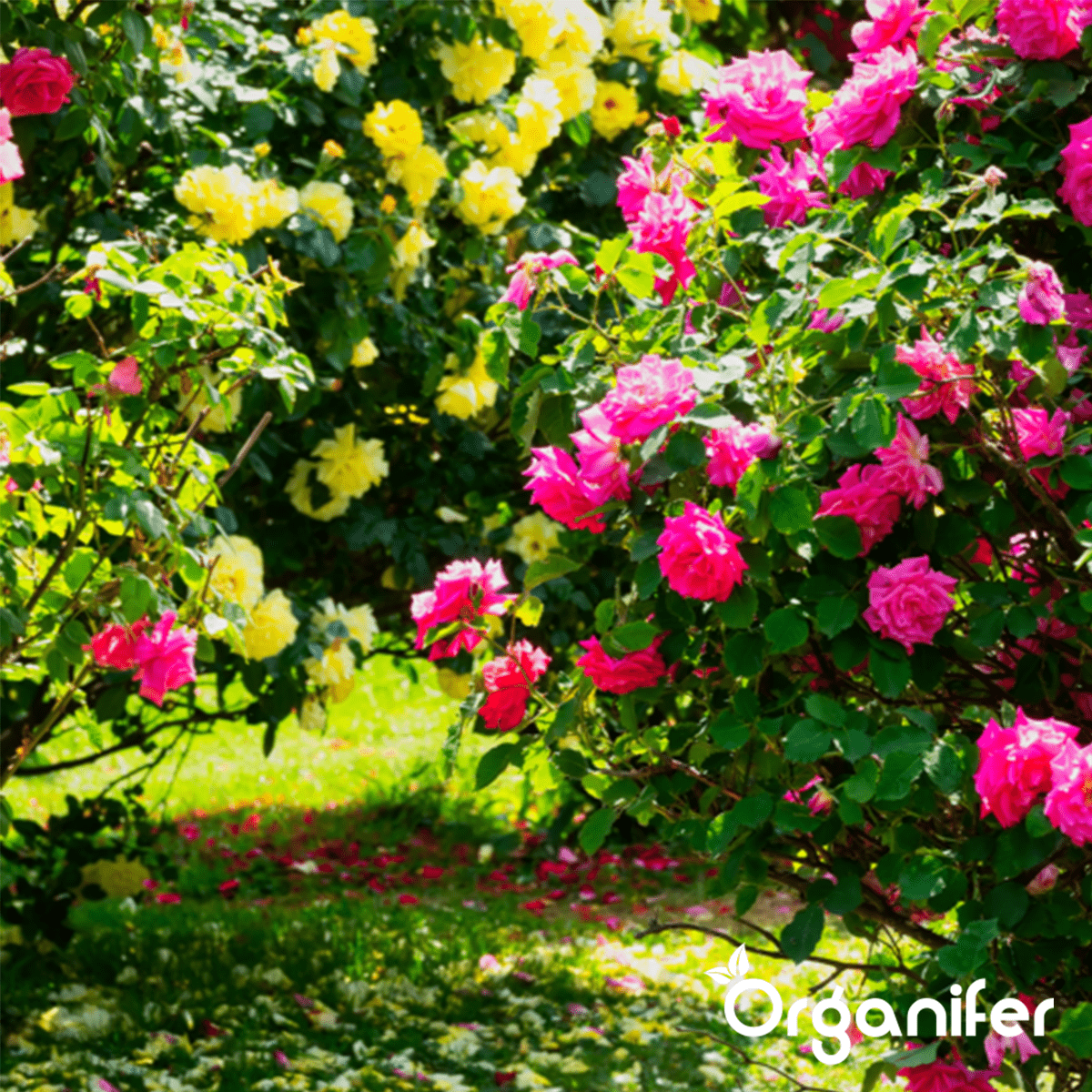 Organifer Garden Fertiliser All-In-One (5 kg for 50 m2) 8719958999619 17