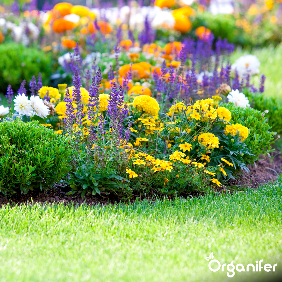 organifer liquid fertiliser Garden