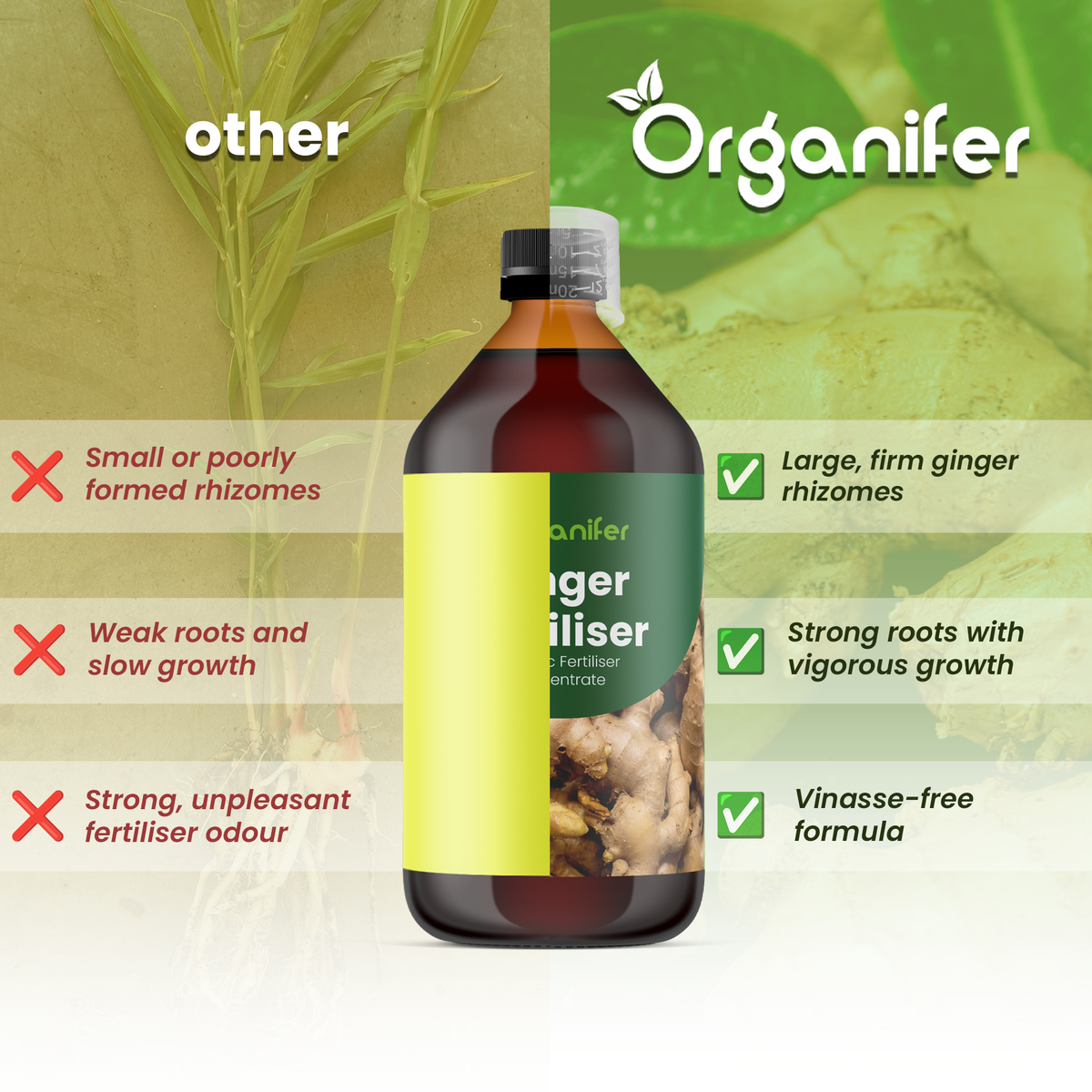 organifer ginger comparison