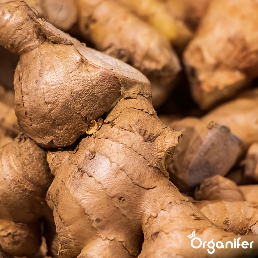 organifer liquid fertiliser ginger