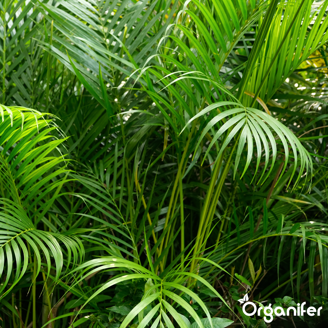 liquid fertiliser goldfruit palm
