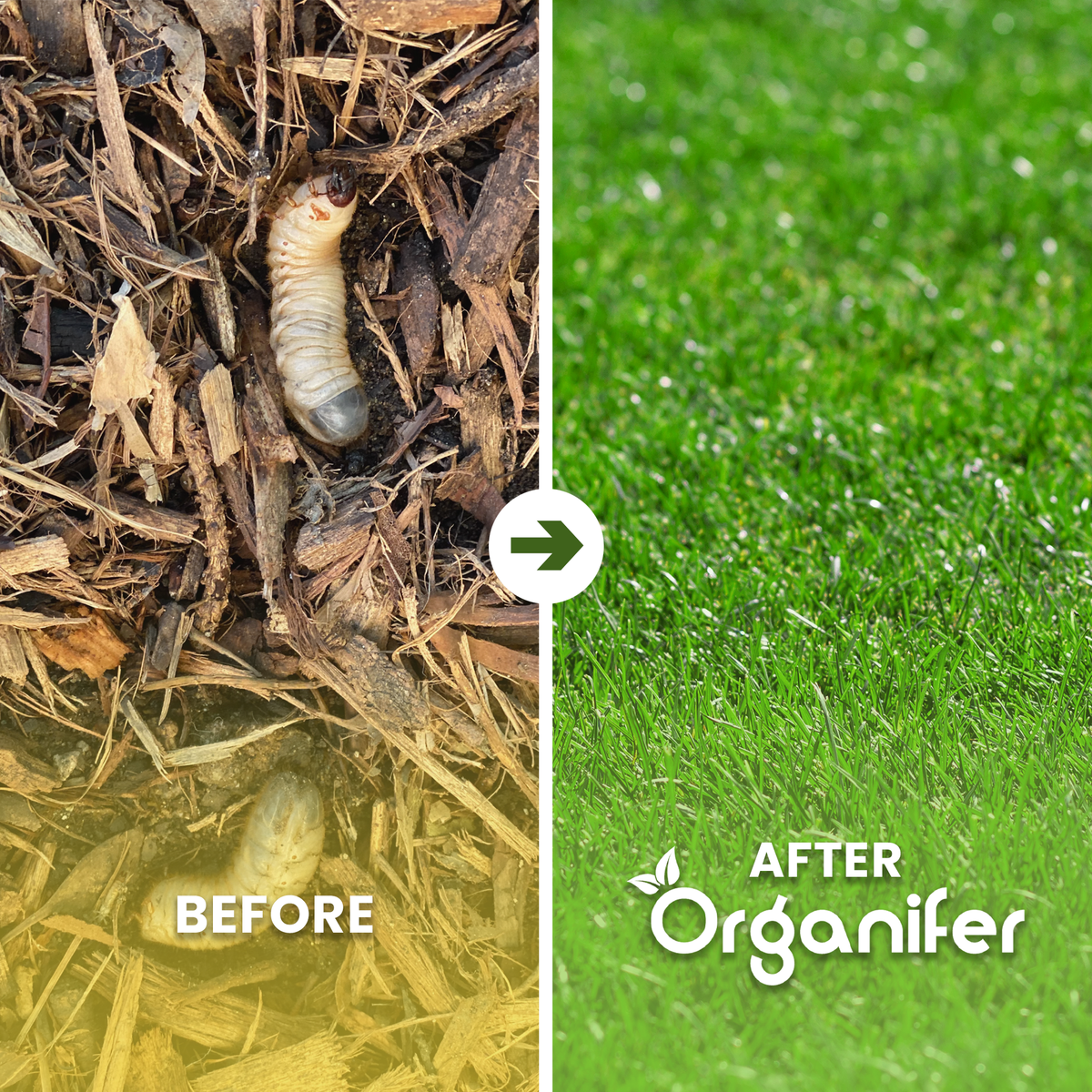 Grass Insects Concentrate - before-after