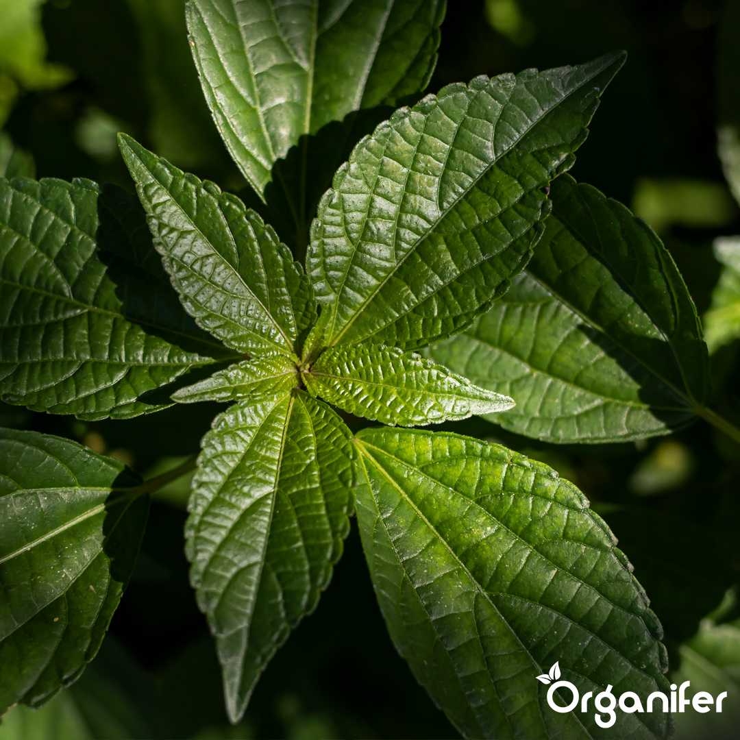 Green Plant Liquid Fertiliser