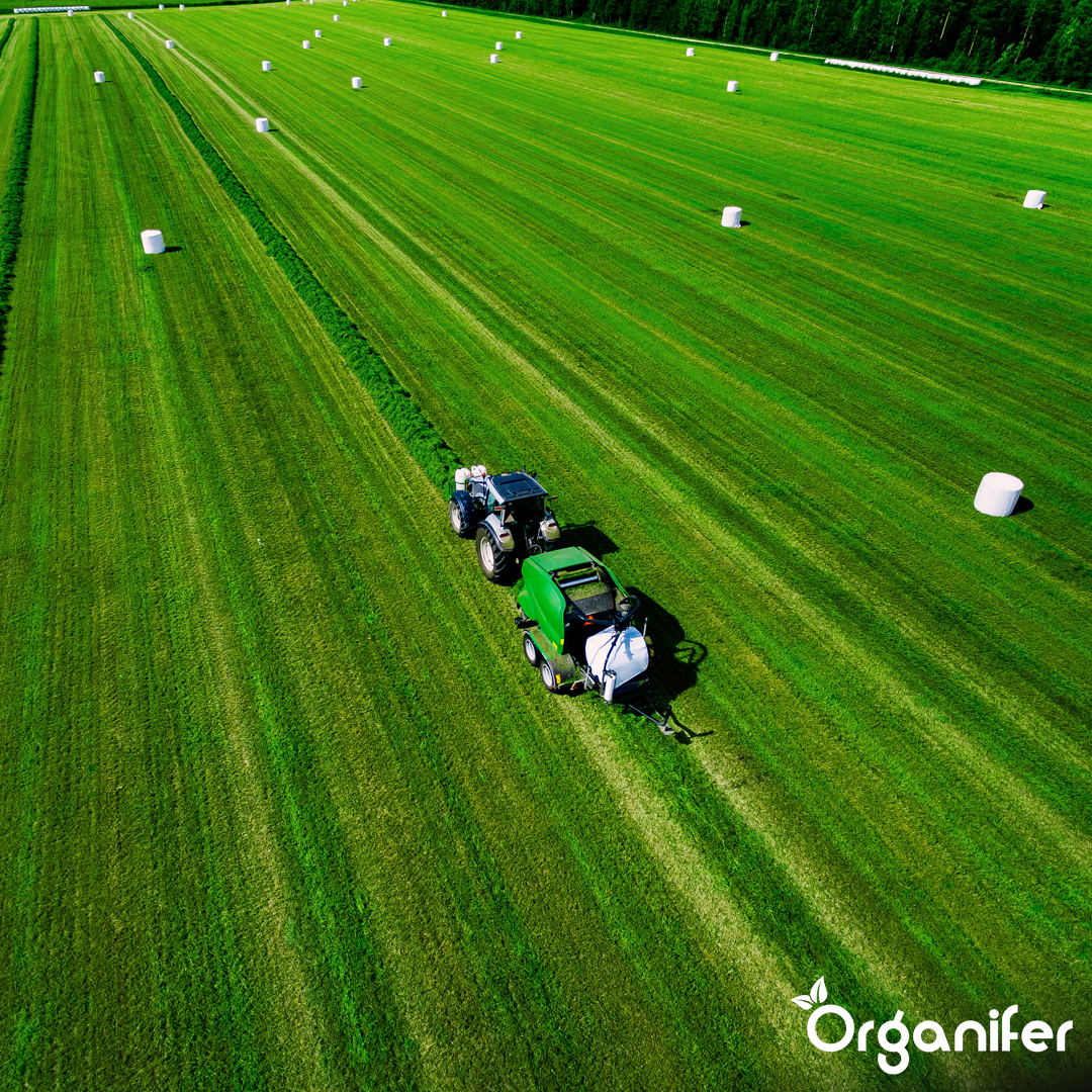 organifer-hay-grass-seed