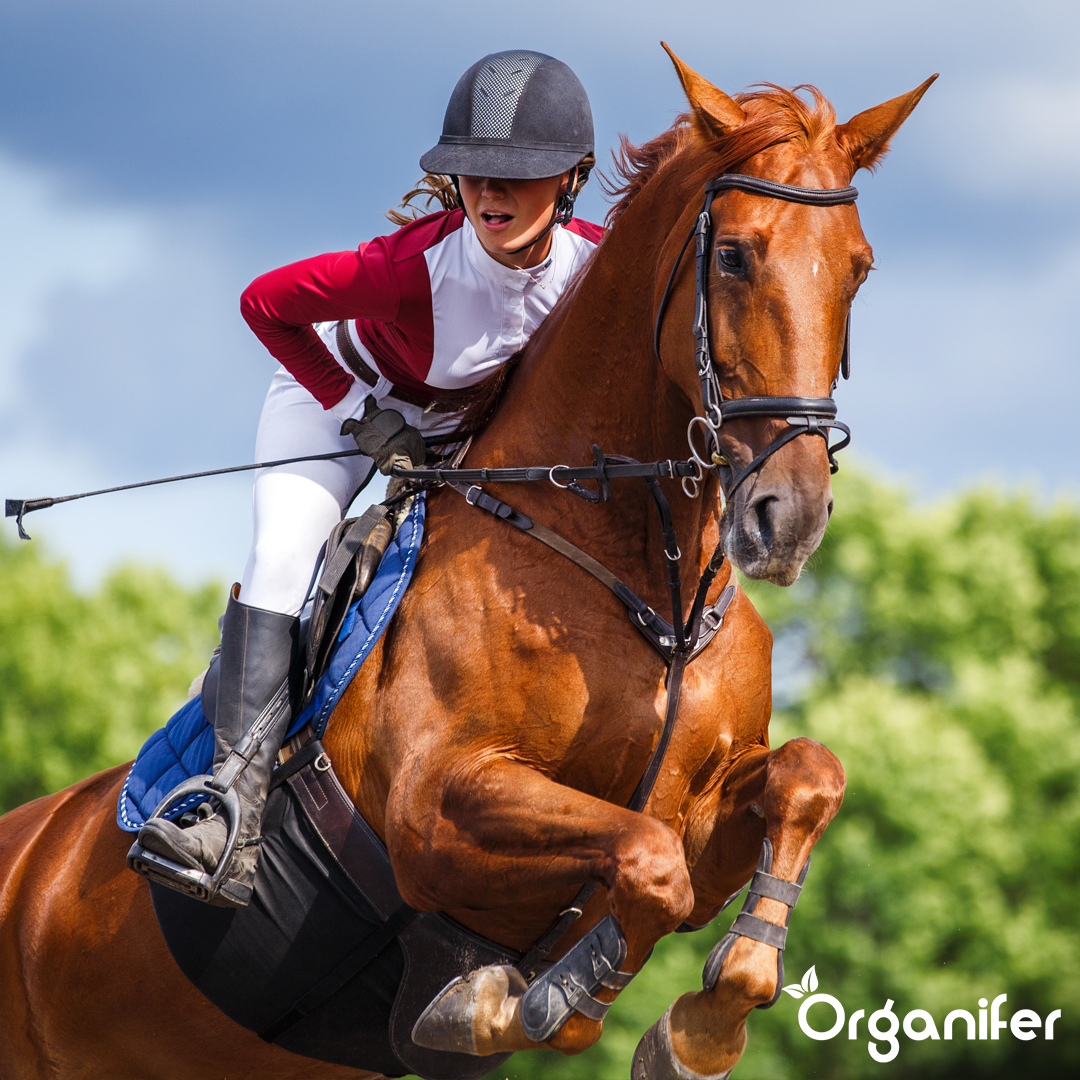 organifer-hay-grass-seed