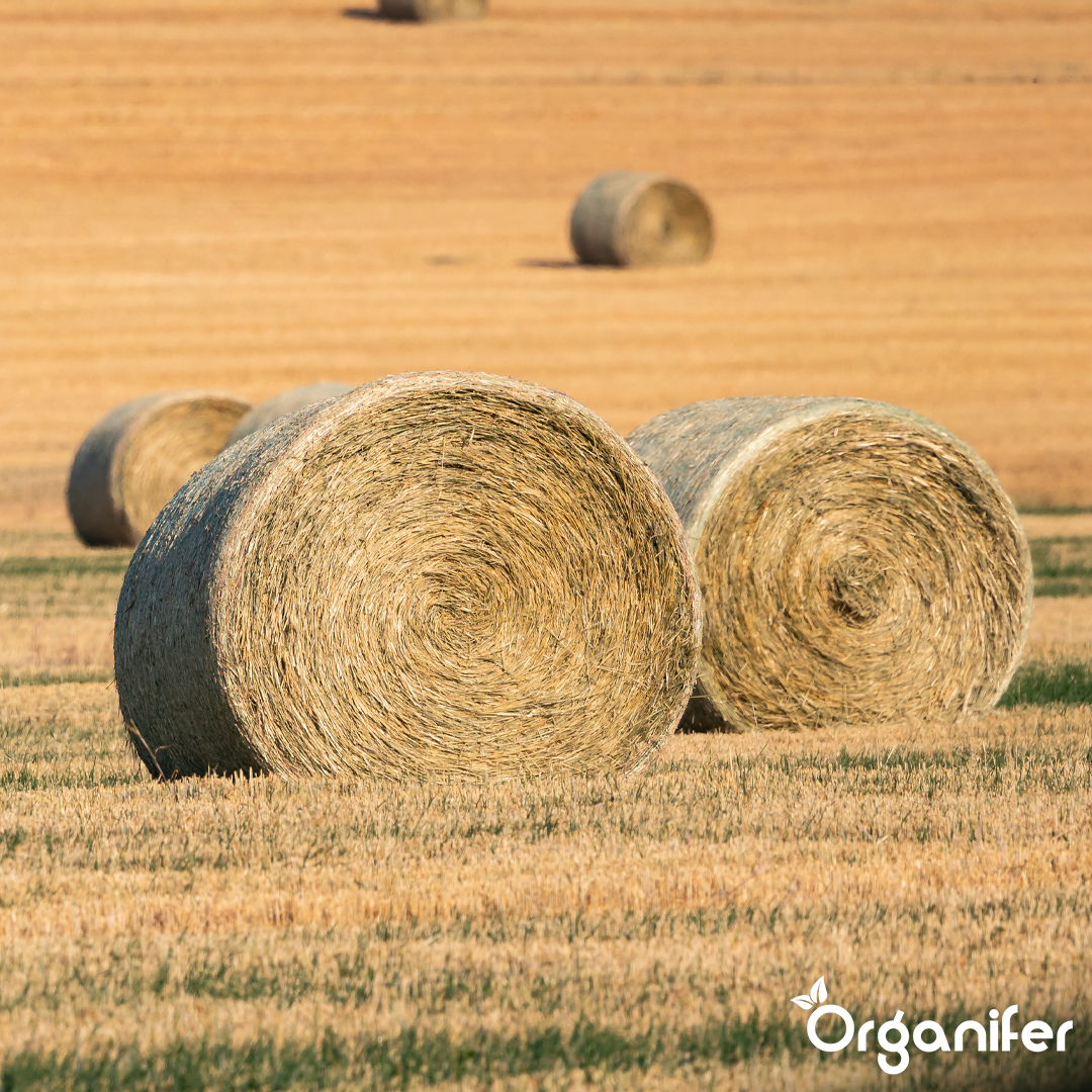 organifer-hay-grass-seed